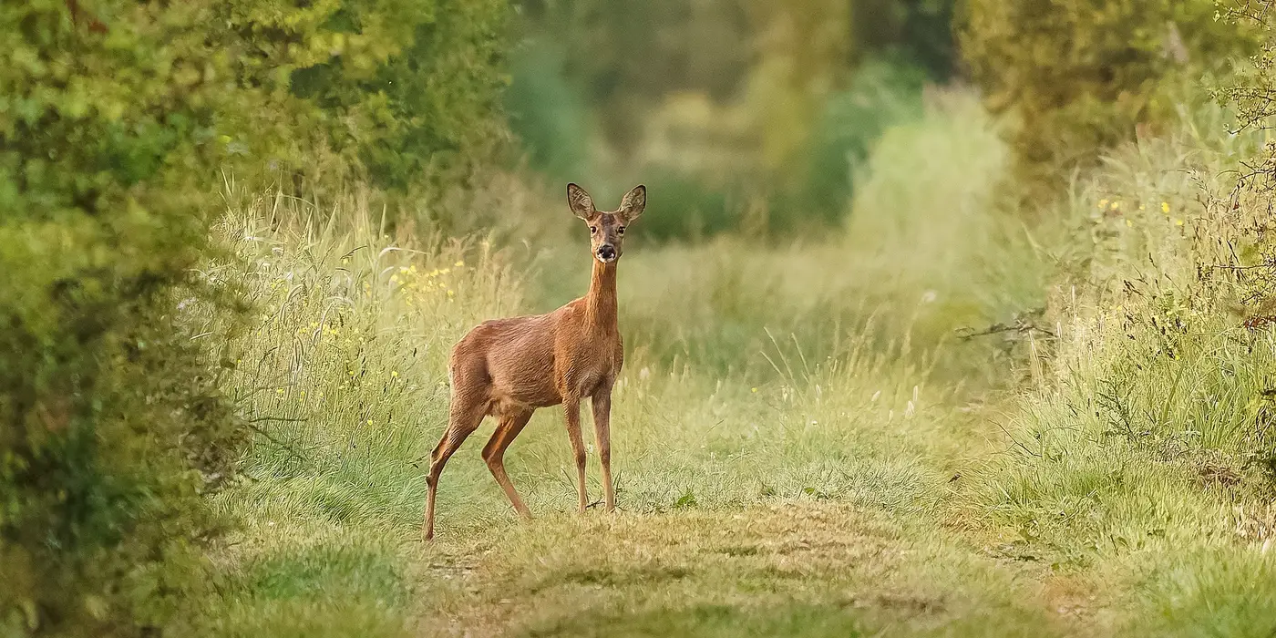 Ein Reh steht in der Dämmerung auf einem Feldweg